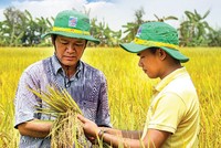 Thị trường phân bón dần lập lại trật tự