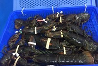 Thực tế cho thấy giá tôm hùm Alaska sống trên thị trường không thấp hơn 1 triệu/kg.