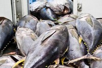 Xuất khẩu cá ngừ sang EU, Trung Quốc giảm