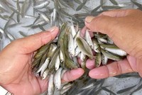 Cá linh non được đánh bắt khi lũ về. Ảnh: PT/Báo An Giang.
