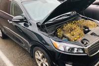 Sóc tích trữ lương thực trong khoang máy ôtô, suýt gây cháy xe