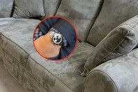 Chiếc đồng hồ quý hiếm kẹt giữa chiếc Sô pha dài mà người phụ nữ đã mua trong một cửa hàng tiết kiệm.