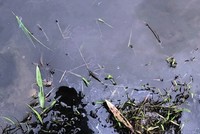 Dầu thải tại khu vực nhà máy nước sạch. Ảnh: Bá Đô.