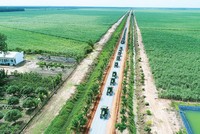 OCB đồng hành cùng nông dân trồng mía.