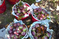 Vú sữa tại vườn. Ảnh Internet