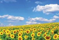 Một chỉ tiêu được đánh giá là rất quan trọng đối với doanh nghiệp nhưng chưa được thể hiện trong các báo cáo thường niên, đó là “Cơ chế tư vấn và báo cáo các mối quan ngại 
về đạo đức”.