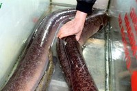 Cặp cá Lệch khủng được chủ nhà hàng mua lại.