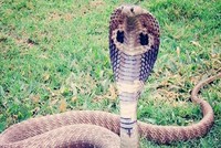 Con rắn hổ mang kiên trì đeo bám Guddu. Ảnh: PTI.