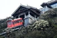 Hoa đỗ quyên trên đỉnh Fansipan