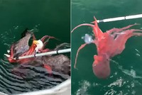 Đại bàng suýt chết đuối vì tham ăn bạch tuộc