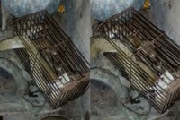 Hổ mang sập bẫy chuột vì mải bắt con mồi