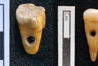 Hai chiếc răng được đục lỗ nhỏ để làm trang sức. Ảnh: Fox News.