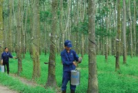 Cao su Đồng Phú giảm mạnh lợi nhuận
