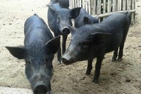 Heo mọi thường được thả rộng. Ảnh: MH.