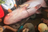 Khi ông cùng người dân khác dùng lưới vây bắt con cá và đưa lên bờ thì con cá đã chết.