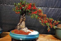 Cây táo gai ký đá tại vườn nhà ông Minh. Ảnh: NVCC.