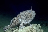 Tàu thám hiểm ghi hình cá hiếm 'đi bộ' bằng vây