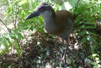 Gà nước Guam. Ảnh: CNN.