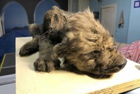 Phát hiện chú cún 18.000 năm tuổi gần như nguyên vẹn trong băng