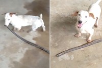 Chó cắn cổ rắn tha về nhà chủ