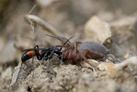 Đàn kiến trộm nhện sói khỏi tay ong bắp cày