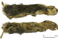 Nữ sinh phát hiện xác chuột đóng băng 41.000 năm tuổi