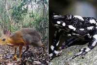 Những loài vật ngỡ tuyệt chủng tái xuất trong năm 2019