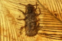 Rận cổ đại Mesophthirus angeli bò trên lông vũ của khủng long, có niên đại nằm trong Kỷ Phấn trắng. Ảnh: Inside Science.