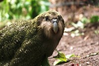 Hồi sinh loài vẹt nặng nhất thế giới