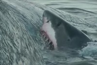 Cá mập trắng ăn thịt cá nhà táng trước thuyền ngư dân