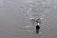 Bạch tuộc đoạt mạng mòng biển