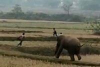 Voi nổi điên trả thù dân làng