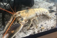 Tôm hùm trắng ngà mắc chứng bạch biến. Ảnh: Fox News.