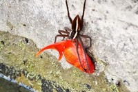 Nhện vườn ươm và bữa ăn to quá khổ. Ảnh: Sun.