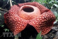 Bông hoa Rafflesia tuan-mudae nở rộ tại Agam, tỉnh Tây Sumatra, Indonesia. (Ảnh: AFP/TTXVN)