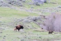 Bò mẹ đối đầu gấu xám và chó sói để bảo vệ con