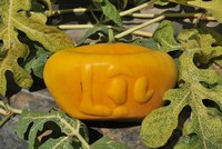 Năm vừa rồi, mỗi cặp dưa có giá 3 triệu đồng. Nếu ruộng dưa của ông Liêm đạt 350 cặp dưa ông bán thu về hơn 1 tỷ đồng.