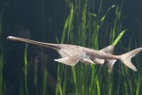 Cá tầm thìa là động vật bản xứ trên sông Dương Tử. Ảnh: SCMP.