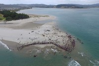 Bãi biển Mataragi Spit hôm 4/1. Ảnh: Project Jonah.