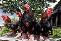 Gà Đông Tảo tại trang trại ở Hưng Yên. Ảnh: Anh Nghĩa.