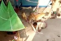 Báo hoa mai vào làng vồ bị thương 7 người