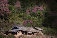 Sắc hoa nhuộm hồng núi rừng Tây Bắc dịp cuối Đông