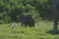 Voi con suýt lạc mẹ vì mải đuổi theo diệc bạch