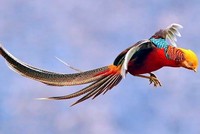 Chim trĩ bảy màu dần hiếm vì không tự ấp trứng