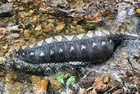 Trăn nằm nghỉ dưới suối sau khi nuốt chửng lợn rừng