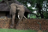 Voi đực trèo tường vào sân vặt xoài