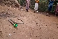 Hổ mang oằn mình nôn ra chai nhựa