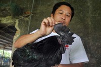Gà đen được nhiều người ưa thích dùng trong dịp Tết. Ảnh: Lê Hoàng.