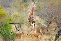 Hươu cao cổ liên tục tung cước đá sư tử