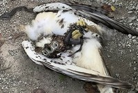 Tình thế mắc kẹt của rắn chuột và ưng đuôi lửa. Ảnh: Sun.